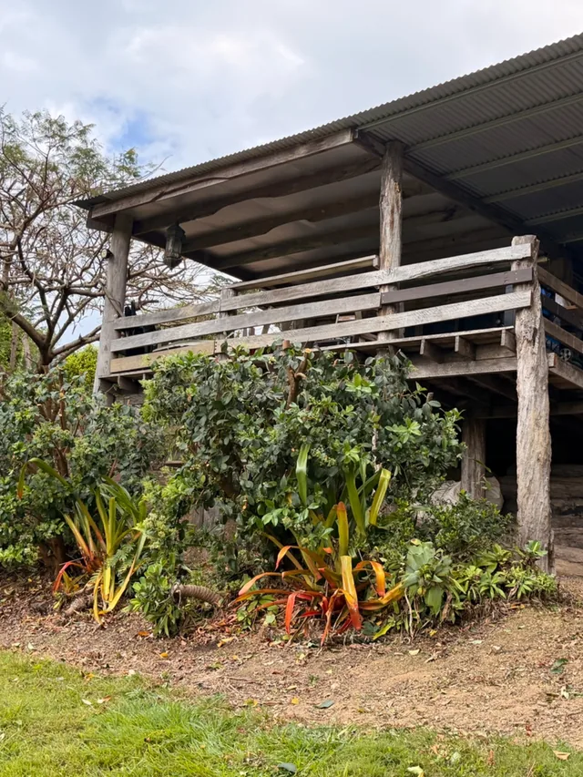 The same hedge trimmed down below the verandah rail, the deck and the bromeliads underneath visible again
