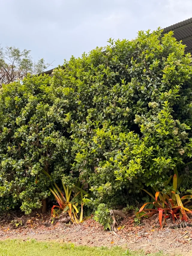 A large overgrown hedge swallowing the corner of a timber pole home, grown up past the verandah rail