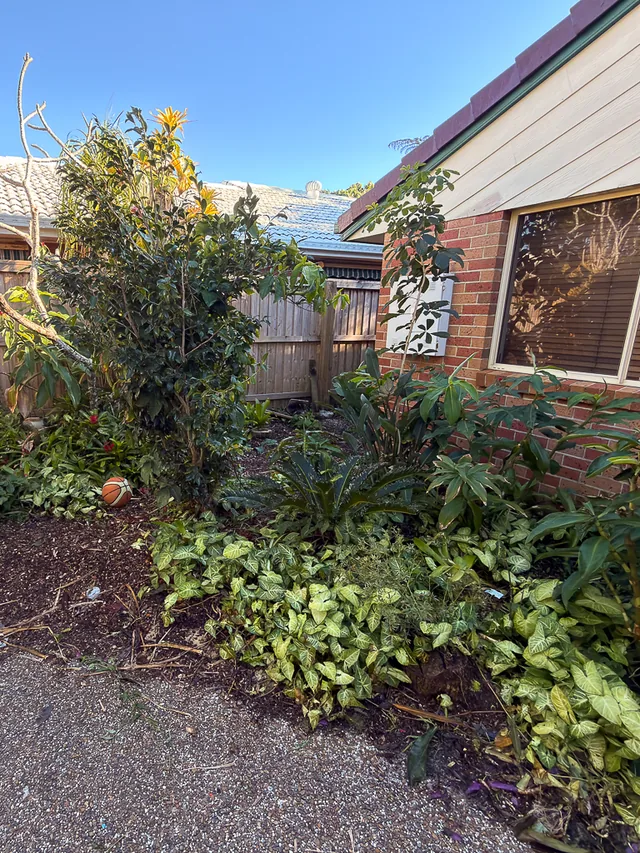 Overgrown garden bed beside a brick wall, plants sprawling over the driveway and leaf litter across the path