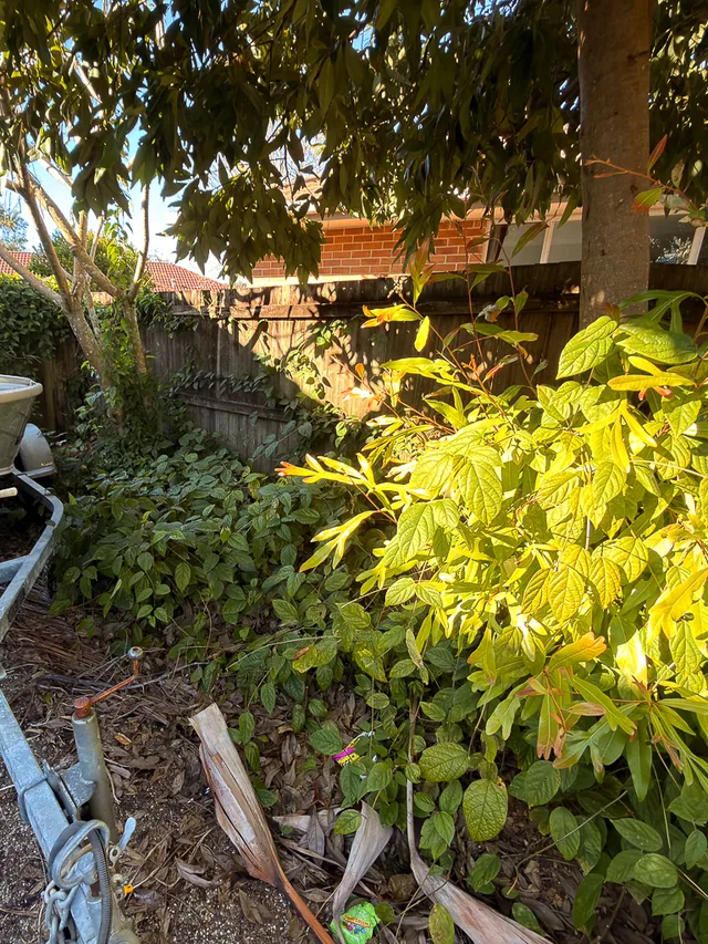 Side path beside a boat trailer, crowded with undergrowth and dry palm fronds spilling onto the concrete