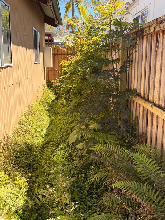 A narrow side path between the house and a timber fence, buried under weeds, vines and saplings grown past fence height